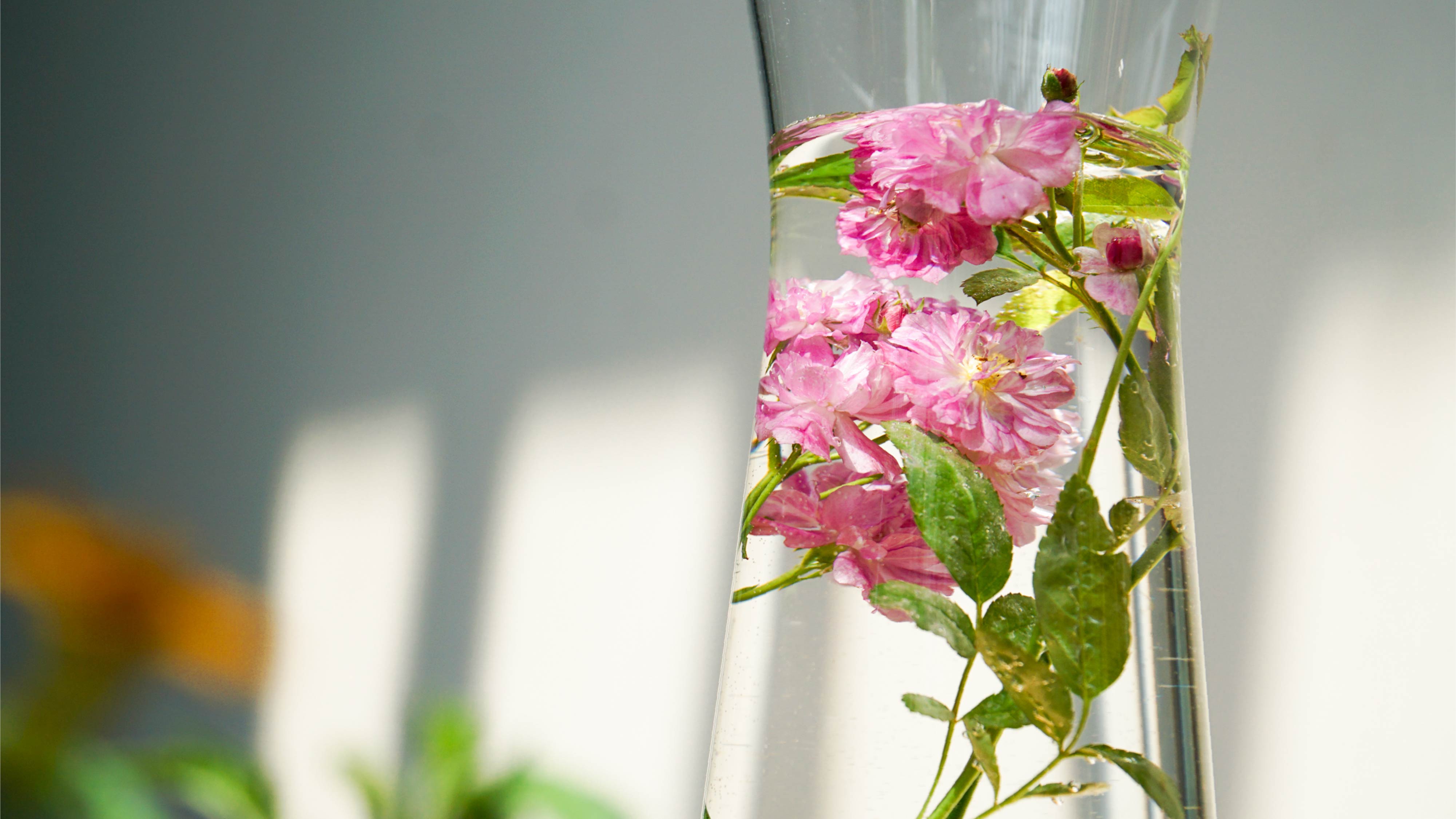 【冷泡花草茶推薦】換季保養先調氣，重塑身心餘裕的優雅提案